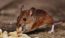 24 Hour & Emergency Exterminators in Tribbey, KY
